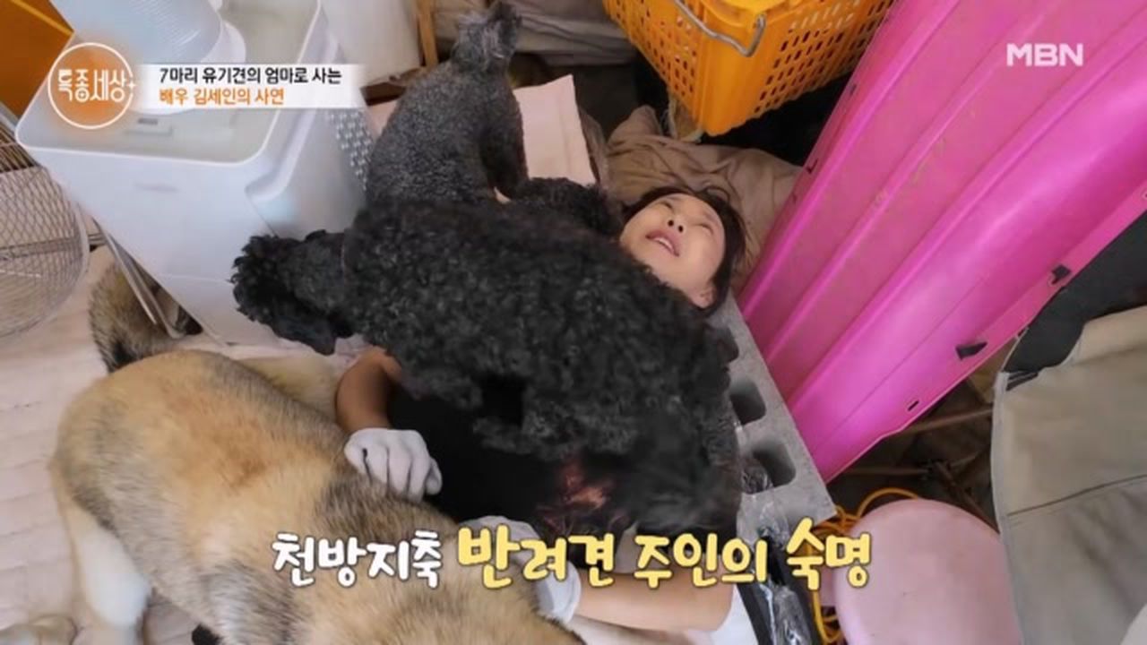 김세인 배우 근황과 동물 돌봄을 소개하는 이미지